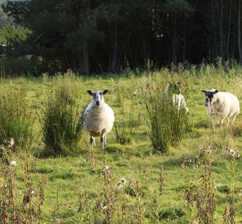 Baa